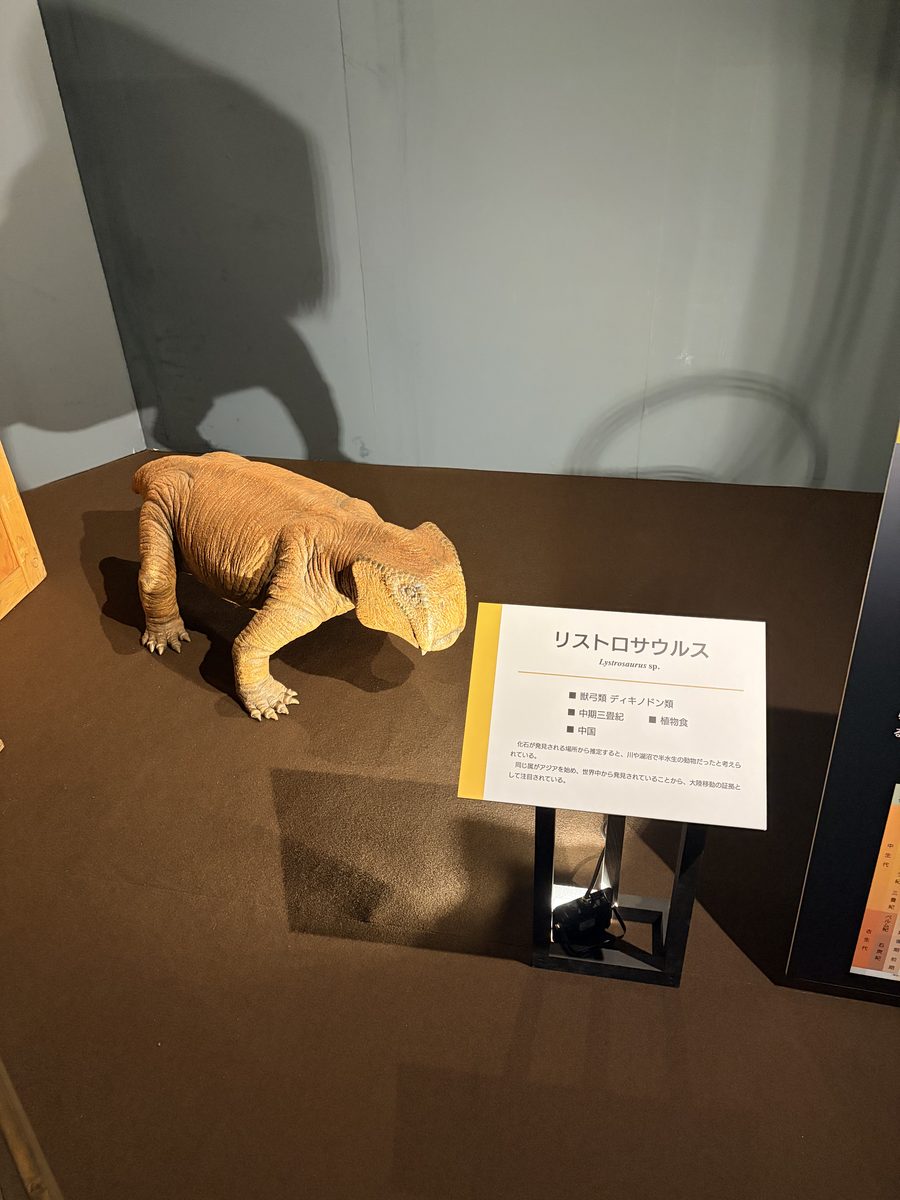 リストロサウルスの生体模型。ずんぐりした体形の古代の単弓類
