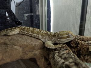 ローソンアゴヒゲトカゲ（ランキンスドラゴン）のポロの目に異変が起きる