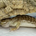 ローソンアゴヒゲトカゲ(ランキンスドラゴン)のポロの血便がとまりました