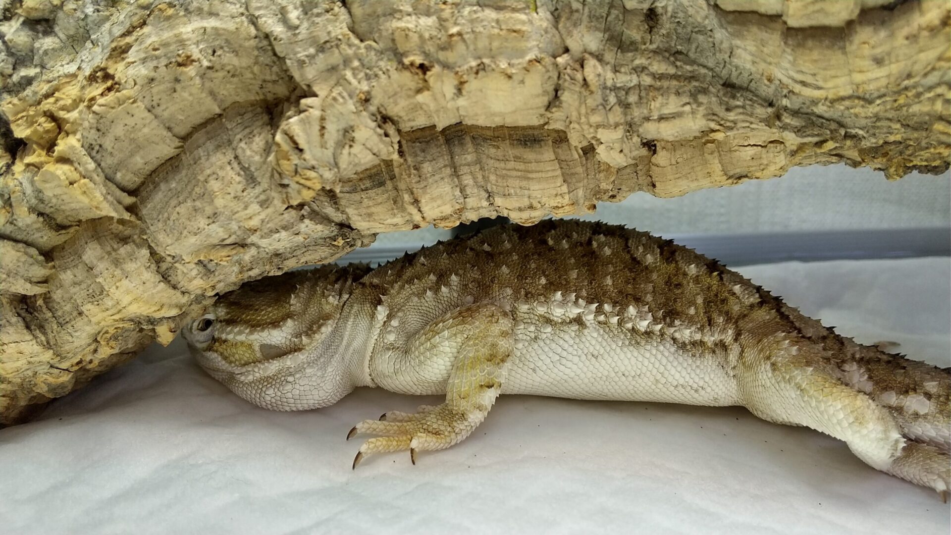 ローソンアゴヒゲトカゲ(ランキンスドラゴン)のポロの血便がとまりました