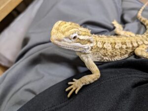 ローソンアゴヒゲトカゲ(ランキンスドラゴン)のポロが痩せて元気がなくなった、、、