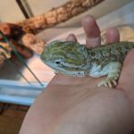 ローソンアゴヒゲトカゲ(ランキンスドラゴン)の飼育経験談|注意点や必要なもの