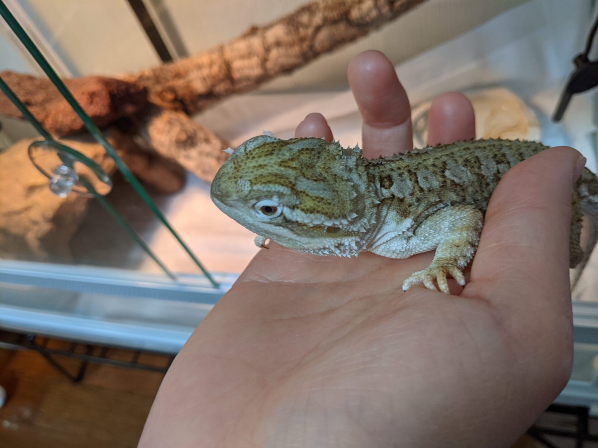 ローソンアゴヒゲトカゲ(ランキンスドラゴン)の飼育経験談|注意点や必要なもの