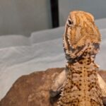 ローソンアゴヒゲトカゲ(ランキンスドラゴン)のポロのうんちのおはなし