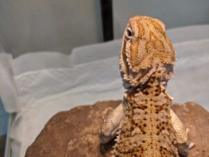 ローソンアゴヒゲトカゲ(ランキンスドラゴン)のポロのうんちのおはなし