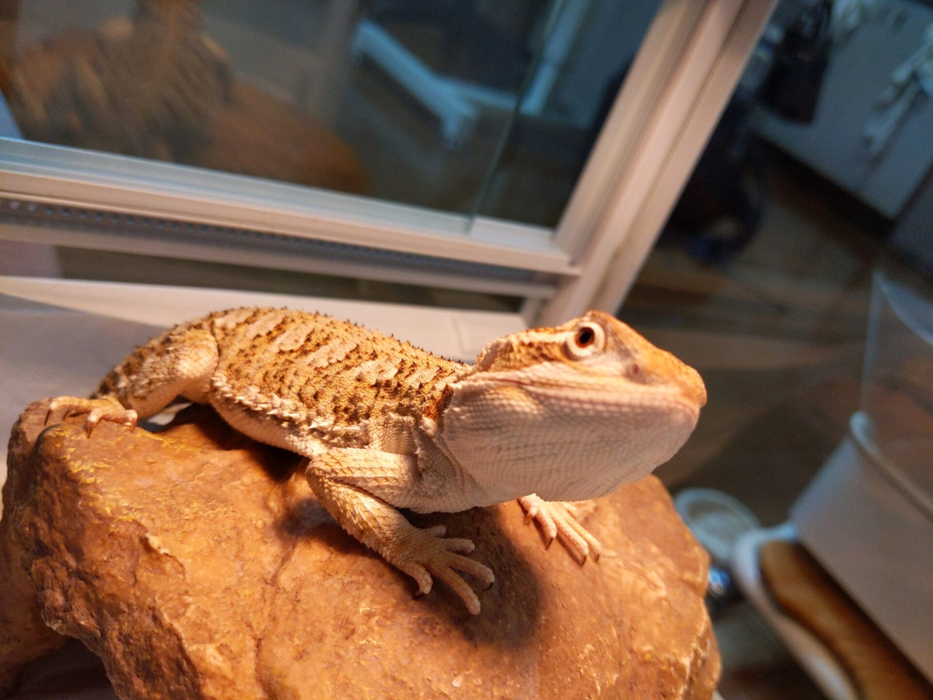 ローソンアゴヒゲトカゲ(ランキンスドラゴン)のポロの血便と下痢が続いている、、、